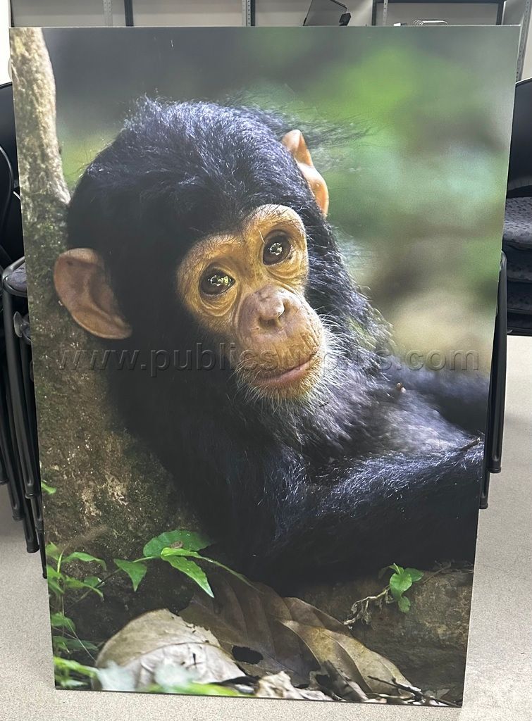 Auction#92- baby monkey picture canvas - photo 1