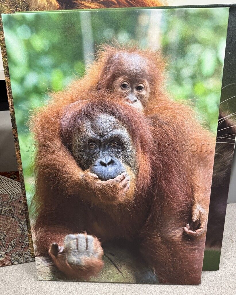 Auction#312- mama/baby orangutan canvas - photo 1